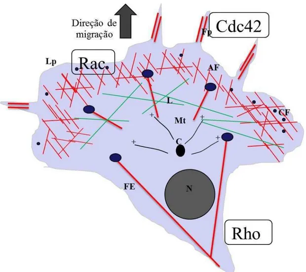 Figura  3.  Processo  simplificado  de  migração  celular  e  o  papel  das  RhoGTPases