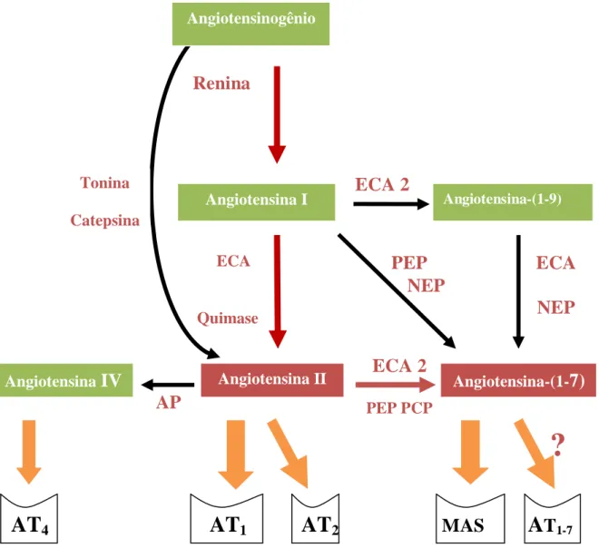 Figura 4 - Conceito atual do Sistema renina-angiotensina, indicando as vias de formação das  diversas angiotensinas e seus recepores