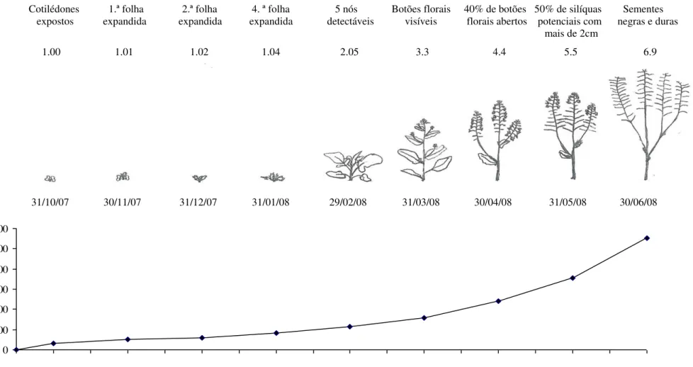 Figura 9. Evolução da fenologia da planta ao longo da estação de crescimento de acordo com a escala proposta por Mendham e Salisbury (1995),  em função da soma de temperaturas calculada a partir de uma temperatura basal de 5ºC