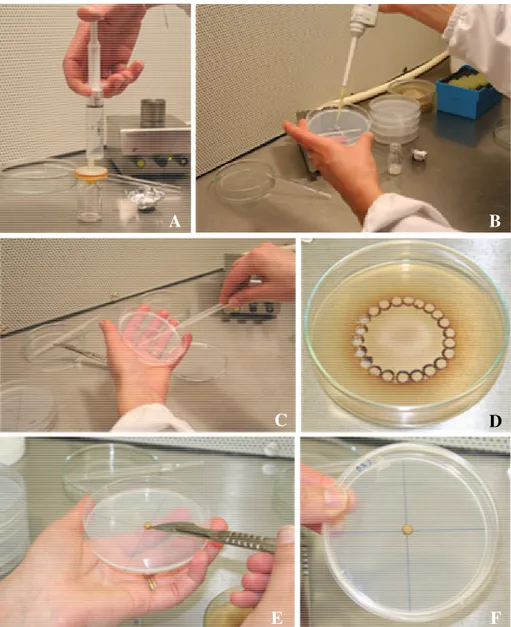 Figura 2.3 Estabelecimento do ensaio para avaliar a capacidade do extracto proteico de raízes de  castanheiro eliciadas com Pisolithus tinctorius influenciar o crescimento do fungo micorrízico  P