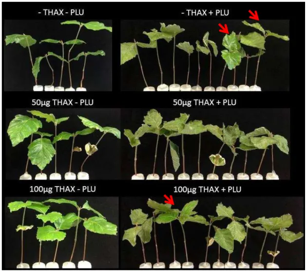 Tabela 5  –  Mortalidade de  plântulas de faia tratadas  ou não com taxtomina A,  nas doses de 50 ou  100 µg, e inoculadas (+ PLU) ou não (- PLU) com Phytophthora plurivora