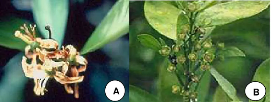 Figura 1 –  Sintoma de podridão floral dos citros em pétalas. Lesões necróticas de coloração róseo- róseo-alaranjada em pétalas (A); estrelinhas, estrutura típica da doença, formada após a queda  precoce dos frutos (B)