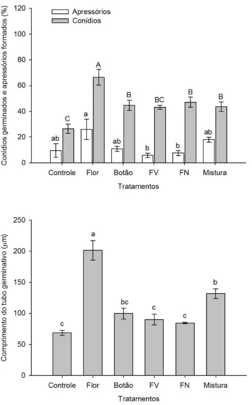 Figura 7 - Germinação de conídios, formação de apressórios e comprimento do tubo germinativo de  Colletotrichum  acutatum,  isolado  61A,  quando  submetido  aos  tratamentos  com  água  de  lavagem  de  flores,  botões  florais,  folhas  velhas  (FV)  e  