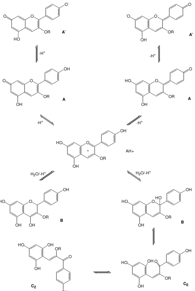 Figura  I.3  –  Transformaciones  estructurales  del  antociano  mayoritario  de  la  fresa:  pelargonidina  3- 3-glucósido (adaptado de Brouillard et al., 1997).