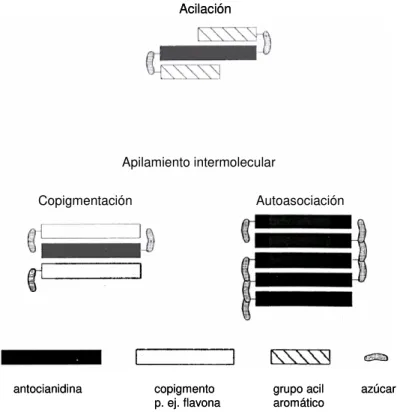 Figura  I.5  –  Representación  esquemática  de  los  mecanismos  de  estabilización  antociánica  vía  copigmentación (Jackman y Smith, 1996)