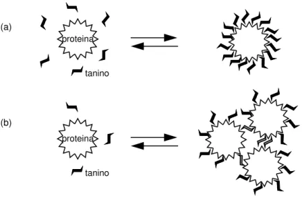 Figura  I.16  -  Esquema  de  la  interacción  tanino-proteína  para  concentraciones  de  proteína  relativamente  bajas (a) y altas (b) (Spencer et al., 1988)