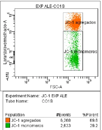 Gráfico  2-Histograma  “dot  plots”  dos  resultados  da  análise  do  potencial  de  membrana  mitocondrial  (subpopulações)  pela  citometria  de  fluxo,  em  amostra  de  sêmen  in  natura, no grupo SEM LASER (Pirassununga-2007) 