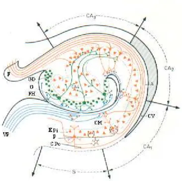 Figura IV. Elementos Celulares do hipocampo  26 . VP via perfurante. F fornix. GD giro denteado