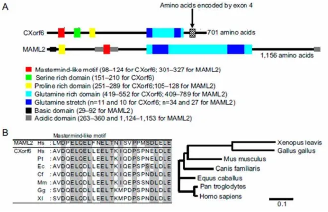 Figura 2 -   Análise da estrutura da proteína do MAMLD1. A: Estrutura da  proteína do MAMLD1 e proteínas MAML2 humanas