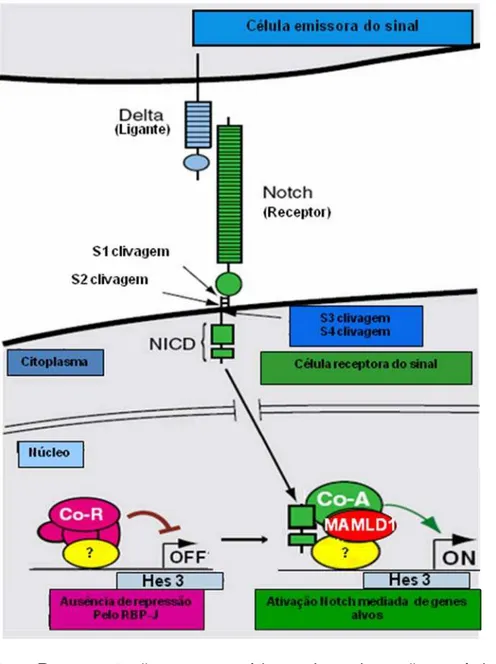 Figura 4 -   Representação  esquemática da via não-canônica de  sinalização intracelular Notch 