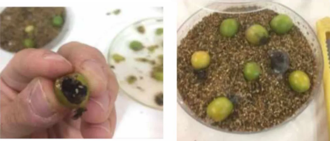 Figura 1.  Placas  de Petri contendo vermiculita e  frutos brocados  por Hypothenemus hampei.