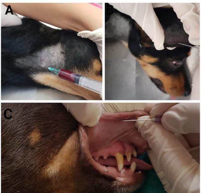 FIGURA  1.  Ilustração  dos  procedimentos  de  coleta  para  aferição  da  glicemia  de  cães saudáveis
