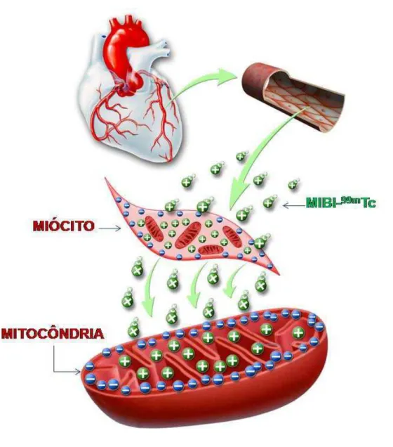 Figura 1. Ilustração demonstrando a captação do MIBI- 99m Tc pelas células  miocárdicas e sua retenção nas mitocôndrias 