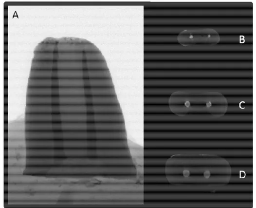 Figura 1 – Imagens de micro-CT, representativas do grupo Manual pré desobturação.  A.  Raiz