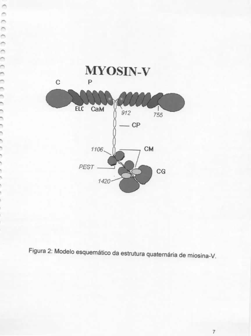 Figura 2: Modelo esquemático da estrutura quaternária de miosina-V.