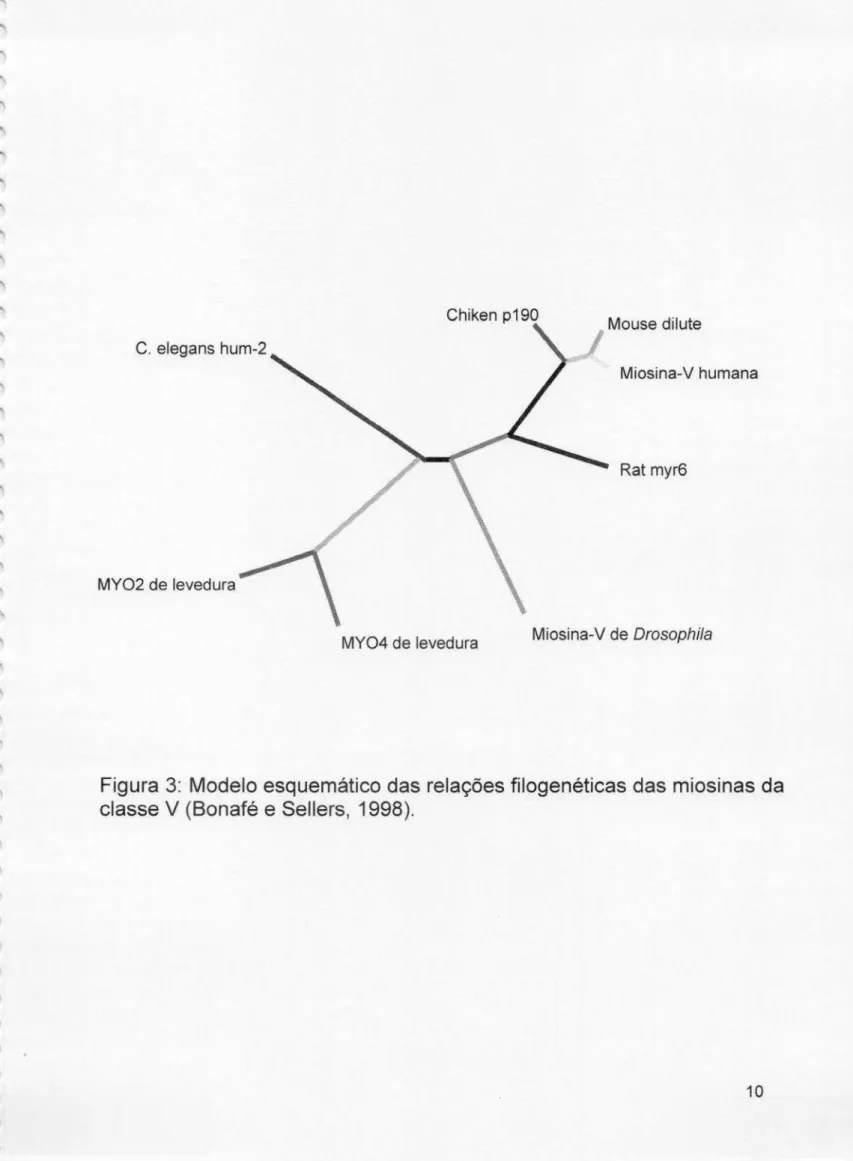 Figura 3: Modelo esquemático das relações filogenéticas das miosinas da classe V (Bonafé e Sellers, 1998).