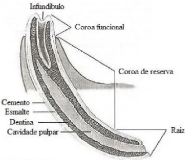 FIGURA  1-  Componentes  da  estrutura  do  dente  incisivo  equino  Fonte:  Lowder  &amp;  Mueller,  1998 (adaptado)