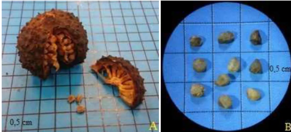 Figura 3A – Imagens de fruto e sementes de Guazuma ulmifolia; B – Sementes de G. ulmifolia  Fonte: Fotos do autor da pesquisa 