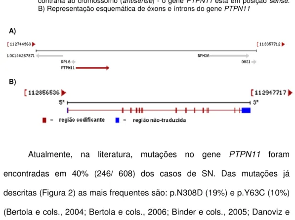 Figura 1 – Gene PTPN11 (traduzido de NCBI-refseq). A) Cromossomo: 12; Localização: