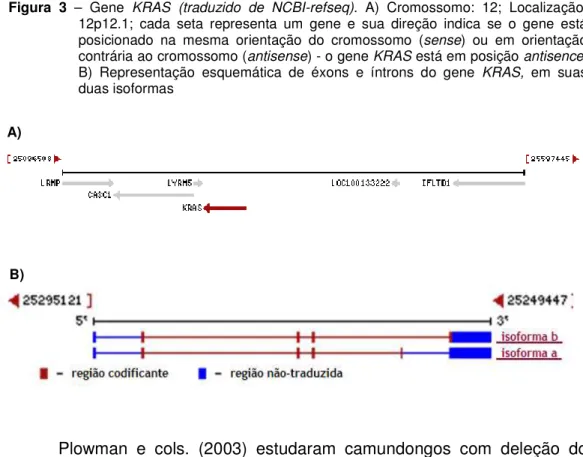 Figura 3 – Gene KRAS (traduzido de NCBI-refseq). A) Cromossomo: 12; Localização: