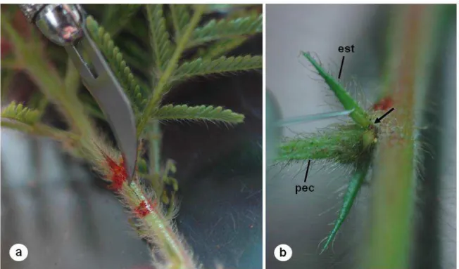 Tabela 1. Visitantes florais: total de visitas e tempo total de permanência em contato  com os órgãos reprodutivos das flores de P