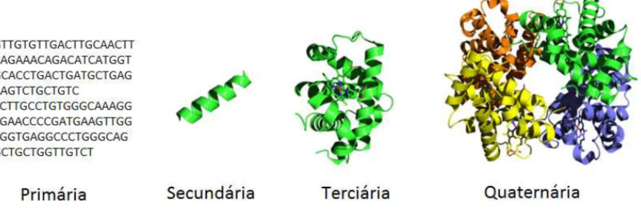 Figura 2.3: Estruturas de representação de proteínas.