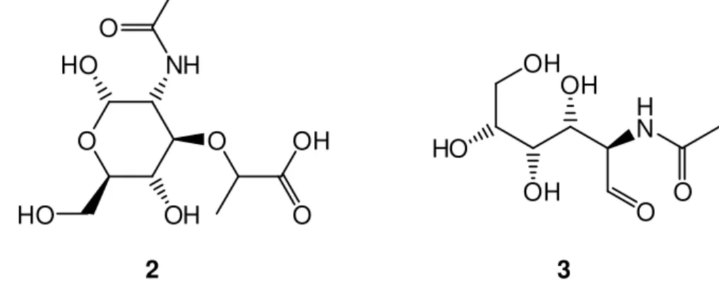 Figura 2. Ácido N-acetilmurâmico (NAM) (2) e N-acetilglucosamina (NAG) (3). 
