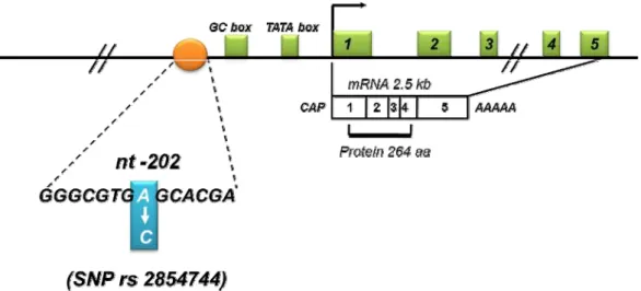 Figura 3 -   Representação esquemática da estrutura do gene IGFBP-3 e do polimorfismo   -202 A/C IGFBP-3