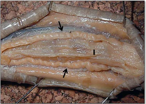 Figura 9  – Exemplar de fêmea de  Bothrops jararaca dissecada na região caudal evidenciando os úteros  direito e esquerdo contorcido (UMT) 