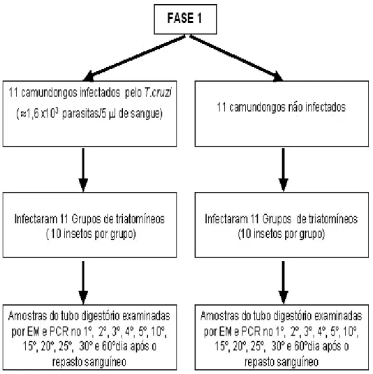 Figura 2  -  Representação esquemática das etapas realizadas no projeto de pesquisa. Na Fase 1 os camundongos infectados apresentavam alta parasitemia