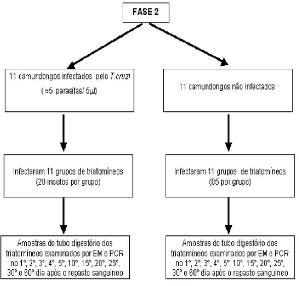 Figura 3  - Representação esquemática das etapas realizadas no projeto de pesquisa. Na Fase 2 os camundongos infectados apresentavam baixa parasitemia