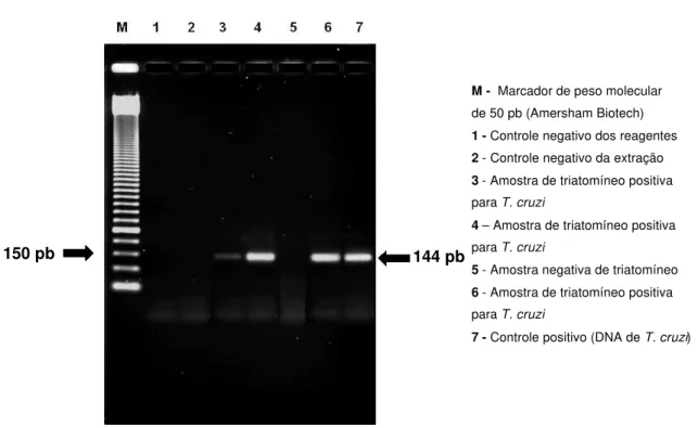 Figura 4 - Detecção de DNA do T. cruzi por PCR em amostras procedentes do tubo digestório de triatomíneos