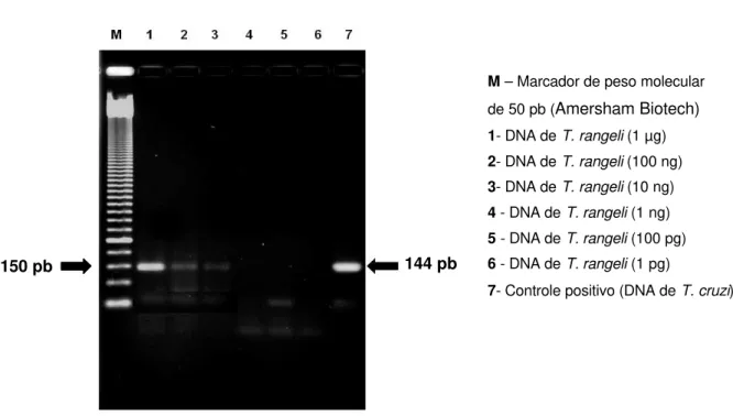Figura  6  - Teste de especificidade dos oligonucleotídeos iniciadores da seqüência TCZ com o DNA de  T