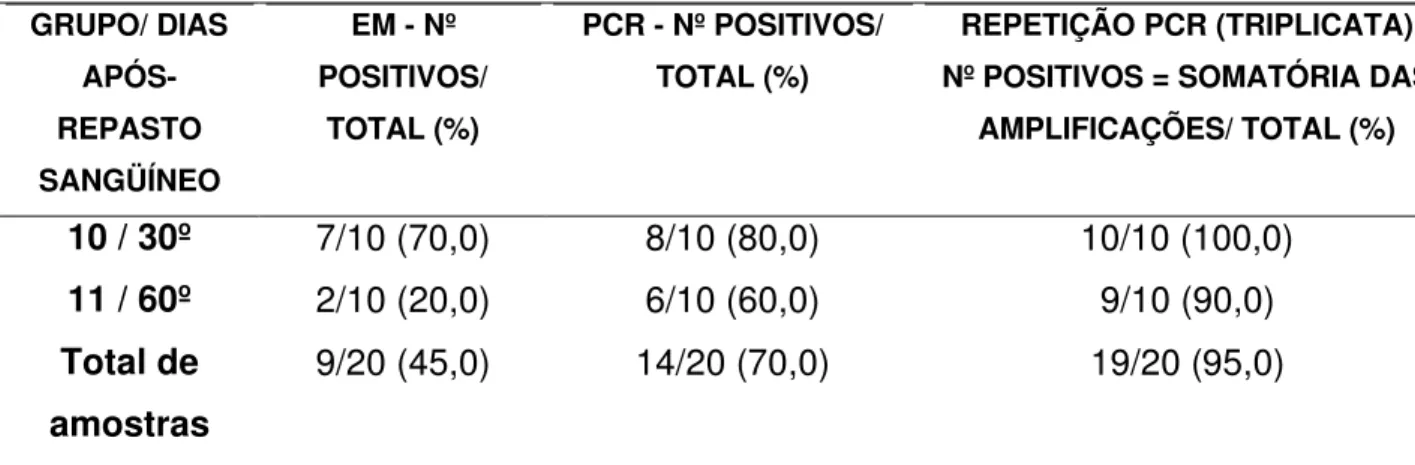 Figura 7 –  Comparação da PCR com o EM em amostras procedentes do tubo digestório de triatomíneos no 1º, 2º, 3º, 4º, 5º, 10º, 15º, 20º, 25º, 30º e 60º dia após o repasto sanguíneo em camundongos infectados pelo  T