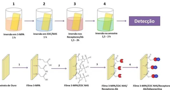 Figura 8 - Montagem do dispositivo biossensor.  