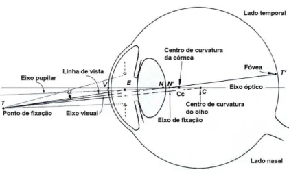 Figura 2.6: Ilustra¸c˜ao dos eixos no olho humano. Estra´ıdo de (AS00).