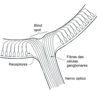 Figura 3.3: Organiza¸c˜ao das celulas na retina no disco ´optico.Extra´ıdo de (Gol02)