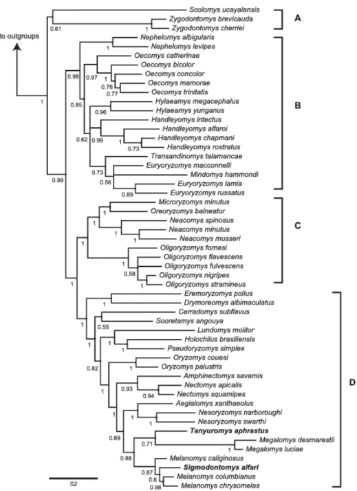 Figure 1 - Bayesian tree of Oryzomyini tribe obtained with nuclear, mitochondrial and morphological characters  by Pine et al