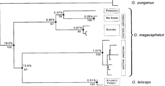 Figure  2  -  Maximum  Parsimony  tree presented  by  Musser  et al.  (1998,  p.27,  Fig
