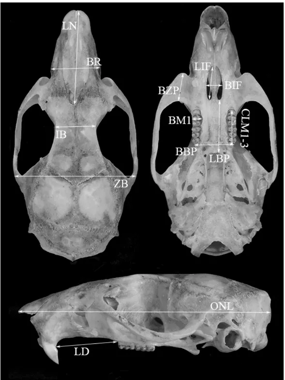 Figure 9 - Dorsal, ventral and lateral views of a skull of a specimen of Hylaeamys (UFPB BC195), from Murici,  Alagoas state, Brazil, showing the limits of cranial and dental dimensions measured in the specimens  studied (see text for definitions and abbre