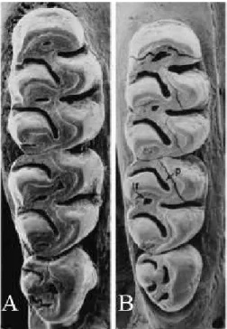 Figure 11 - Occlusal views of right  upper molar rows from species of  Hylaeamys adapted from Musser et al