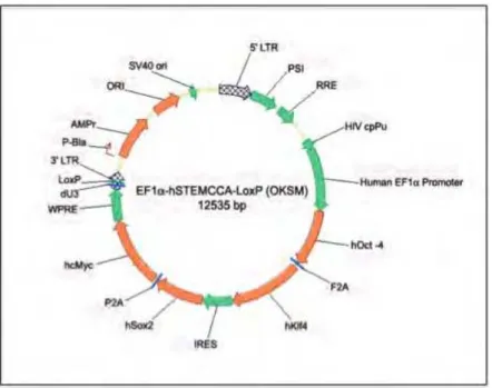 Figura  2:  Mapa  do  vetor  lentiviral  EF1a‐hSTEMCCA  (OKSM).  Figura  adaptada  do  catálogo  n. 