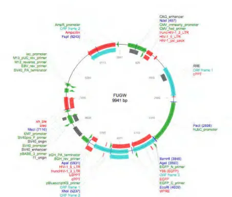 Figura  31:  Mapa  do  vetor  lentiviral  FUGW  que  contém,  além  da  região  codificadora  da  eGFP  (enhanced GFP), o promotor constitutivo para ubiquitina. Figura adaptada – Addgene, plasmídeo  n. 14883. 