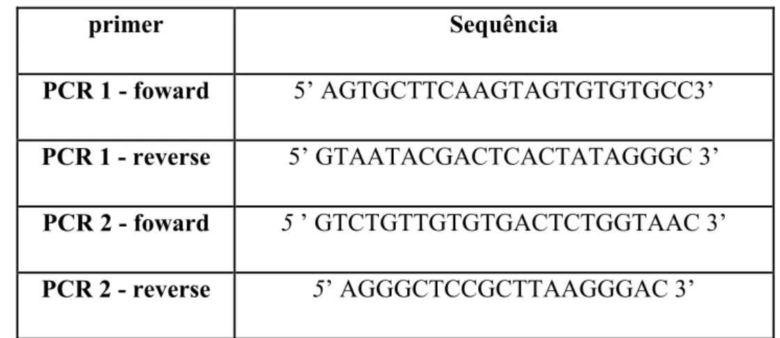 Figura 7: Seqüência dos primers utilizados para a amplificação da região lentiviral adjacente  ao genoma bovino