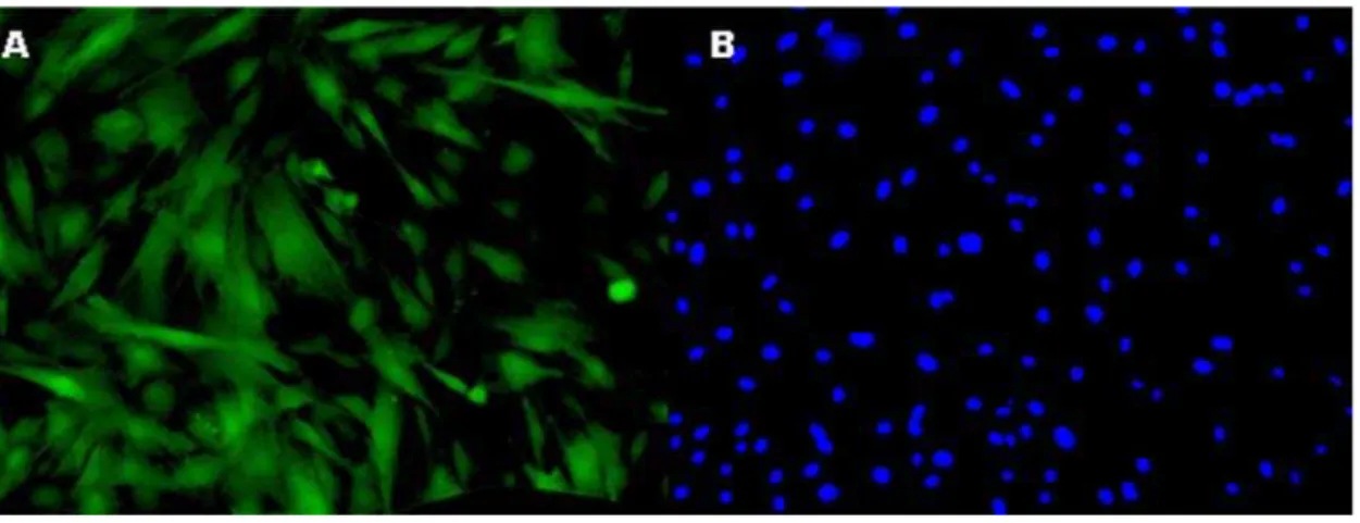 Figura 9: Fibroblastos fetais bovinos expressando o gene da GFP. (A) Imagem referente à  fluorescência verde produzida pela GFP