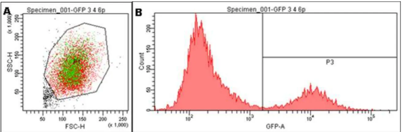 Figura 10: Imagem referente ao procedimento de identificação da população transgênica e  análise da porcentagem de fluorescência por citometria de fluxo