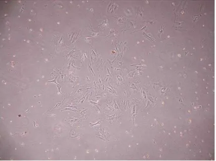 Figura 12: Imagem referente a um cultivo clonal apresentando sinais de senescência. Notar o  aspecto “espraiado” das células
