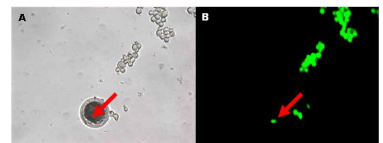 Figura 14: Imagem referente a um oócito enucleado reconstruído e diversos fibroblastos fetais  expressando GFP na placa de micromanipulação