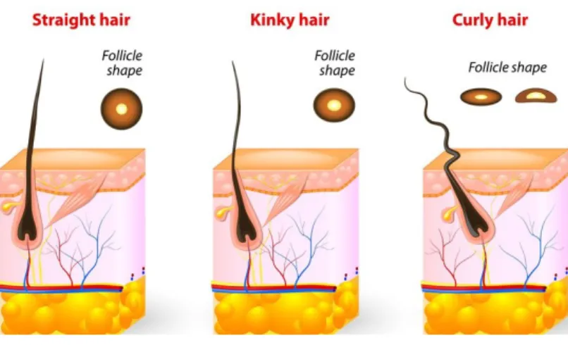 Figura 6 - Diferenças entre os tipos de cabelo. 