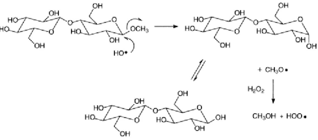 Figura 8. Mecanismo proposto para formação de celobiose por radicais hidroxilas a partir de  metil-β-celobiose (GUAY et al., 2001)